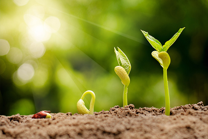 Plants sprouting. 