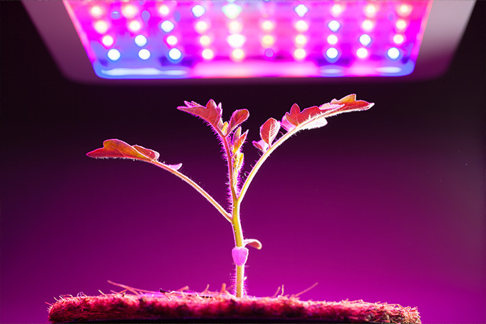 Plant growing under artificial light. 