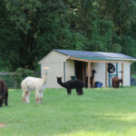 Alpaca barn