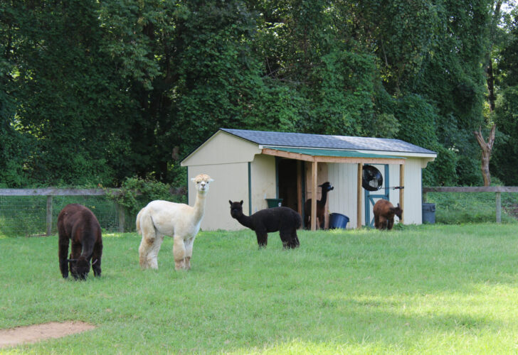 Alpaca barn