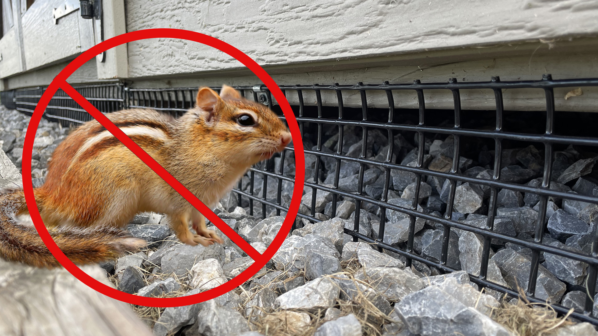 Critter Guard - Don't Let Critters Turn Your DreamSpace into Their Home ...